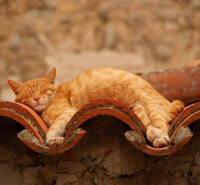 TodoDiaGatinhos's tweet photo. Perfeitamente encaixado https://t.co/W2ZBCZ1roV