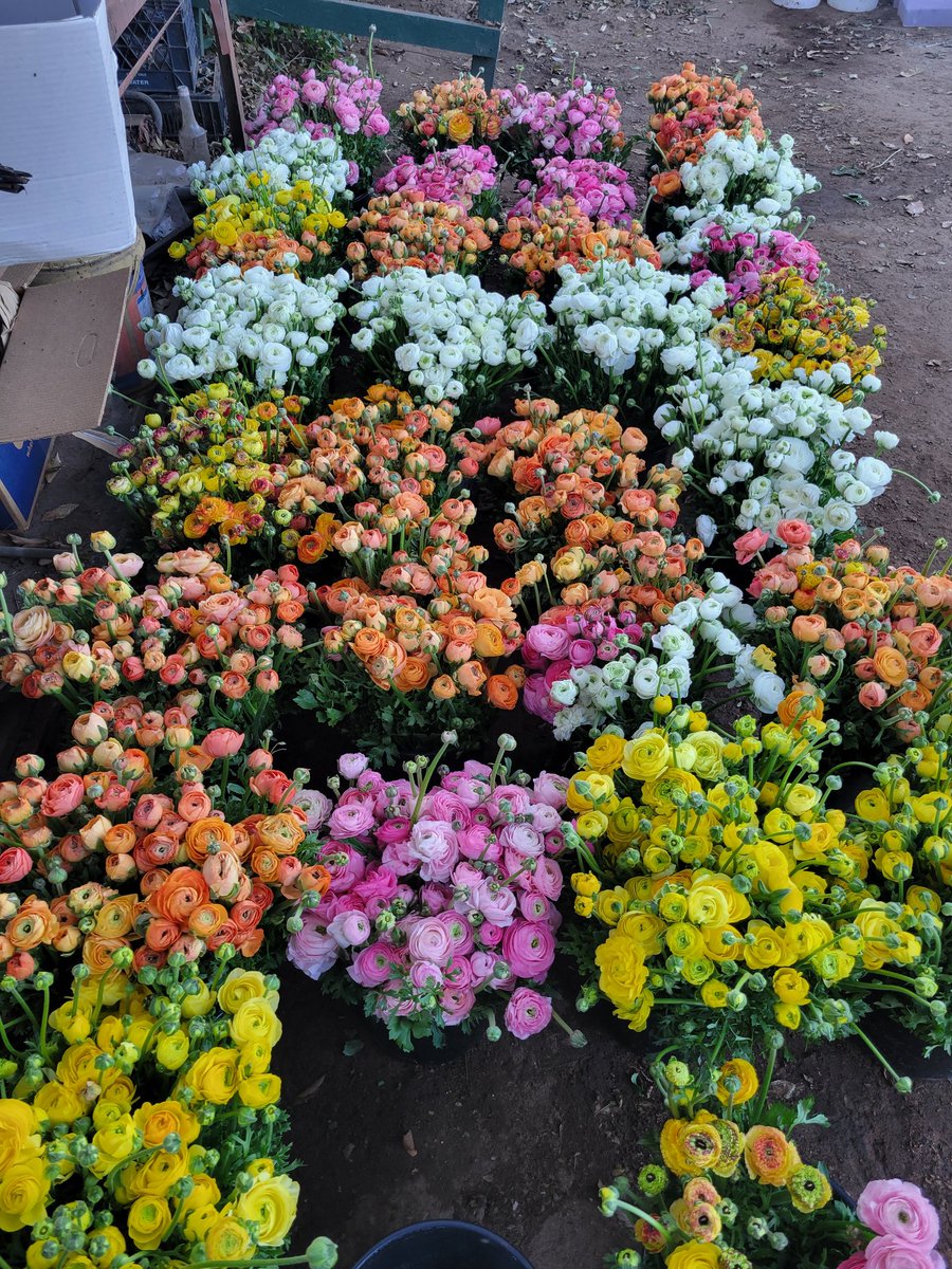 LunaNightA7X's tweet photo. ๐ฅฐ๐ทโ๏ธ๐ทโ๏ธ๐ทโ๏ธ๐ท๐ฅฐ. Always surrounded by beautiful flowers ๐๐๐๐๐๐๐ฅฐ๐ฅฐ"Buttercup" but we known them by Ranunculus ๐ฅฐ FYI way cheaper than ๐น๐ you're welcome๐คซ๐คญ๐คญ๐คญ #FlowerFarmLife ๐ค https://t.co/TSL8Y3fC38
