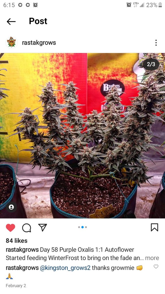 1:1 Autoflower seed for sale all day everyday 🌱 #cannabis #community #autoflowers #seeds #semillas #chevre #cannabacea