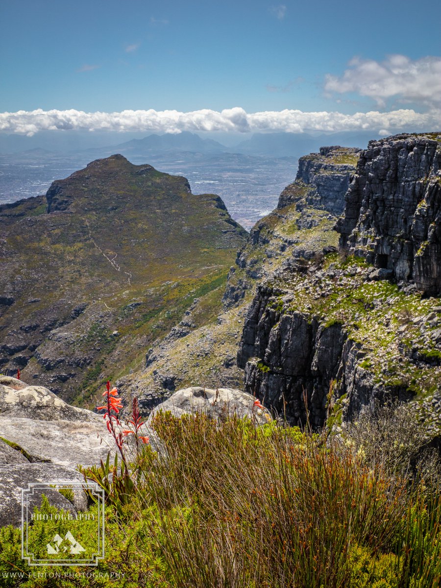 FentonPhoto's tweet photo. Thinking back to our bucket list trip to South Africa - the view from Table Mountain in Capetown. #landscape #rocks #South_Africa #Table_Mountain #Capetown #cliff #flower #overlook @SouthAfrica https://t.co/x8F2Ex0tzf