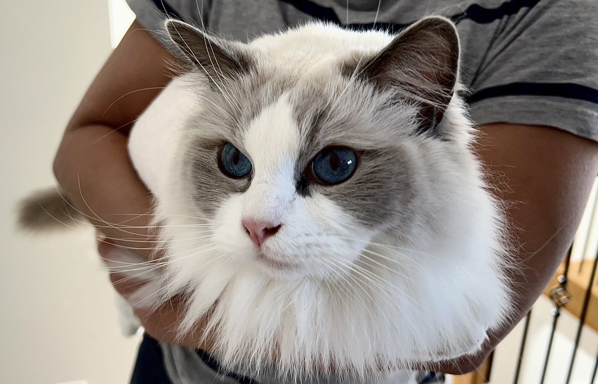 NikkoRagdollCat's tweet photo. Nikko’s Blue Eyes 👀 https://t.co/AUshyzMmgz