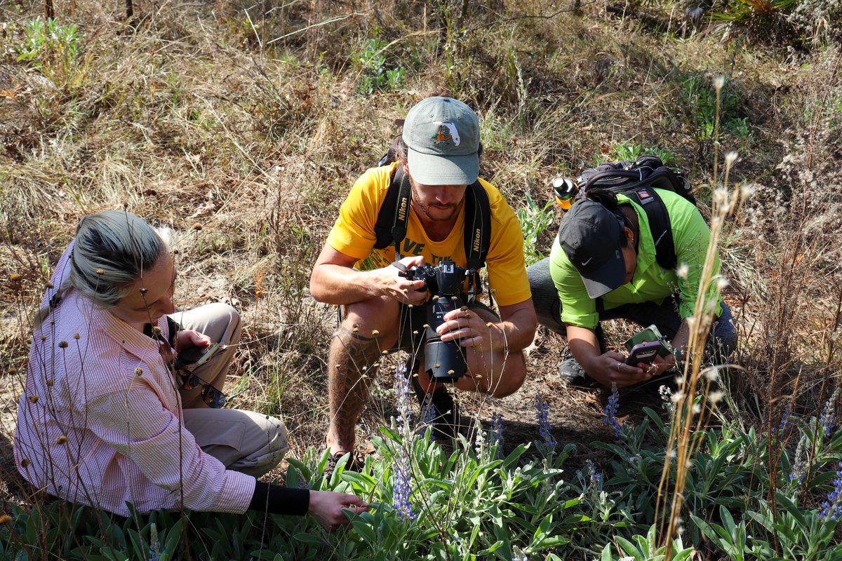 USF Biology Graduate Student Organization inaugural Forest Preserve hike was a success! We passed down knowledge of the FP's biodiversity, inspired new research projects, &amp; shared our love of the forest with the next generation of Integrative Biology graduate student stewards.