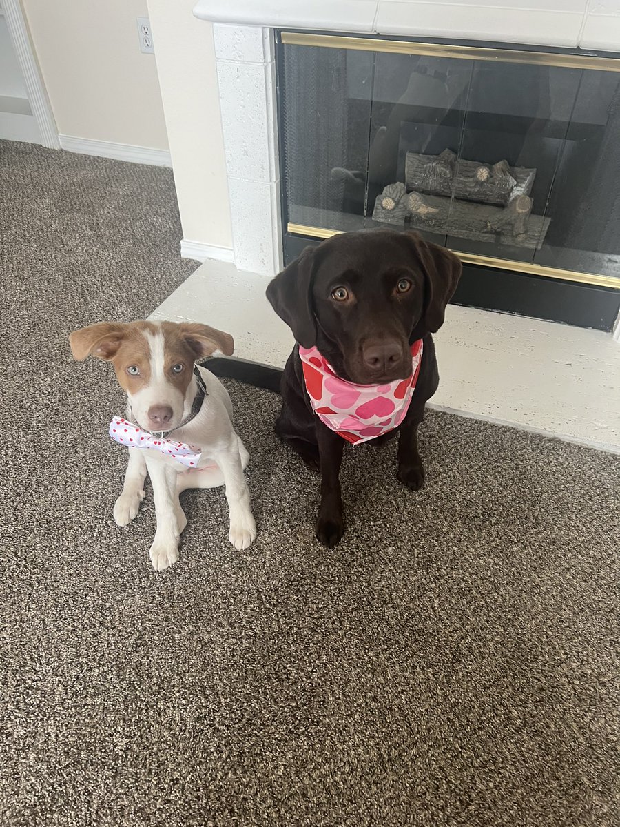 lsanto09's tweet photo. Maybe Baxter will grow into his bowtie next year♥️🐶 https://t.co/zoEGqqx5fY