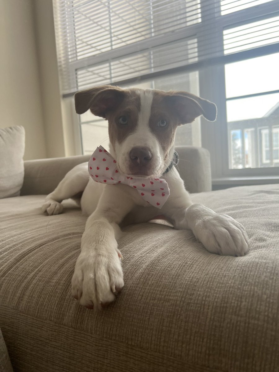 lsanto09's tweet photo. Maybe Baxter will grow into his bowtie next year♥️🐶 https://t.co/zoEGqqx5fY