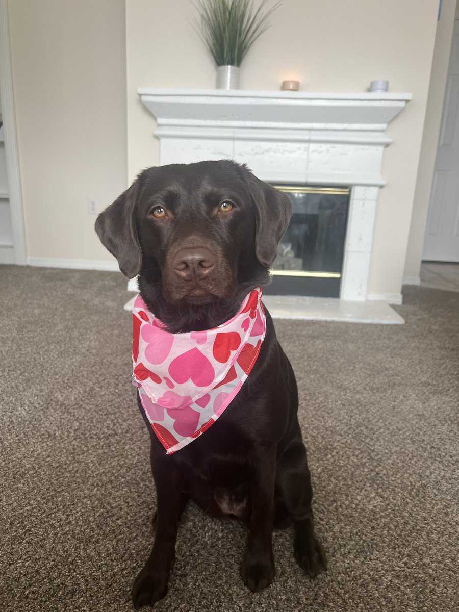 lsanto09's tweet photo. Maybe Baxter will grow into his bowtie next year♥️🐶 https://t.co/zoEGqqx5fY