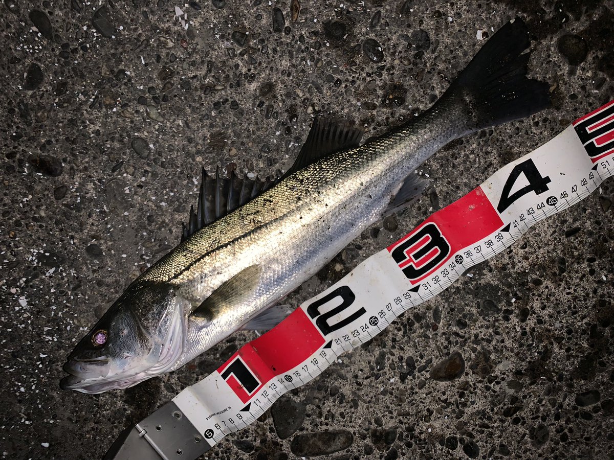 usageccyu33's tweet photo. 昨夜も浜名湖シーバスへGO！
風無くそんなに寒くもなく最高だったのに、潮ダルダルすぎ。
それでも時々感じる潮の重み丁寧に流して何とか1本だけシーバスキャッチ！
サイズはイマイチだけど、楽しかったぁ☆
大っきくなってまた釣れてねー。
#浜名湖シーバス https://t.co/1MFq9WEbtH