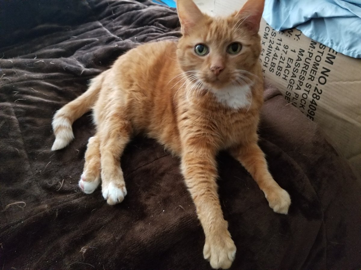 Fluff3_'s tweet photo. Just a little appreciation post for my cat, Spaz. She passed away today. Thank you everyone for the hearts and love it means a lot <3 https://t.co/kIdp4NrW5A