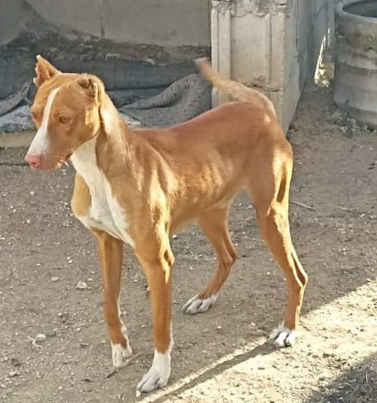 BeatrizAndrino's tweet photo. AYUDA XA ESTE PODENQUITO🙏🆘
Han conseguido q le cedan
Le ha cortado ls orejas a lo vivo con unas tijeras o cuchillo
Es muy bueno,cariñoso y se lleva bien cn perros
Tiene 1 añito.
Se necesita urgente #acogida #adopcion protectora q pueda hacerse cargo
Esta en un pueblo d #Madrid https://t.co/0JcKb8mpWn