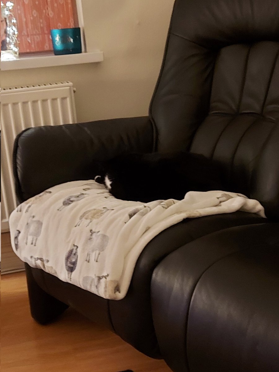 tinaj142's tweet photo. Not talking to you 😾 fancy shutting me in the garage #appallingbehaviour I was there for days (2 minutes actually 🤷🏻‍♀️) https://t.co/M1fWidQPu9