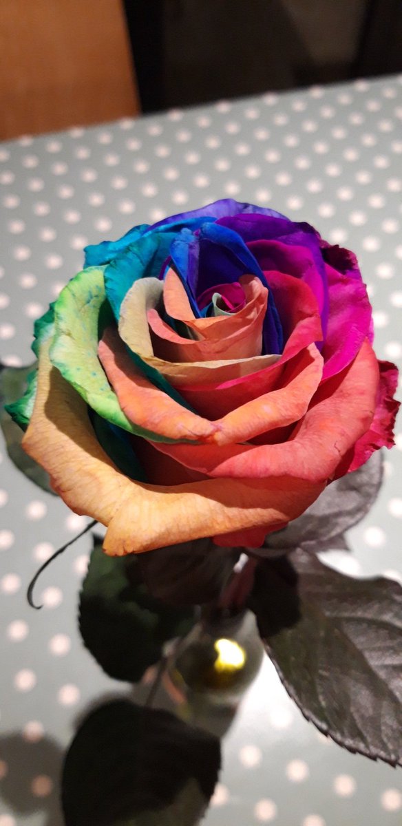 My 8 year old bought me this rainbow  rose with his pocket money knowing how ill with covid I've been. Oh my heart.