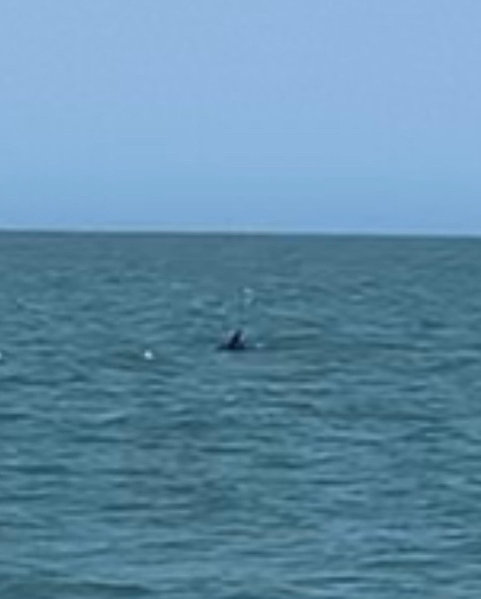 cmmramos's tweet photo. Torres! Passeio de barco! Os golfinhos sempre estão ali no verão! https://t.co/eDRFZcIDBG