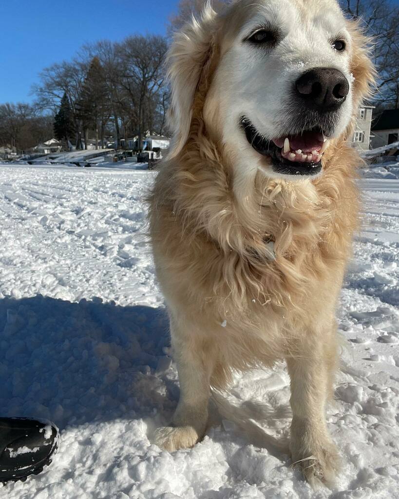 EricCook's tweet photo. Had some fun on the lake with #TheCookDogs this afternoon. #goldenretriever #spoiledgoldens #dogsofinstagram #puremichigan https://t.co/kXKVUncaAY https://t.co/CPRnZhYrqe