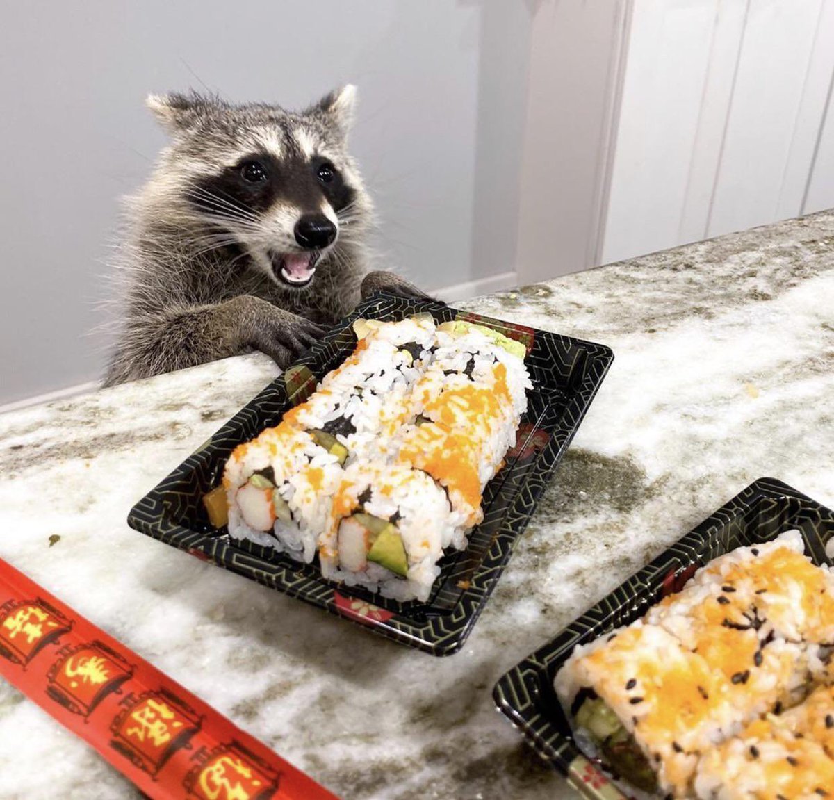 Raccoons Hourly tweet media