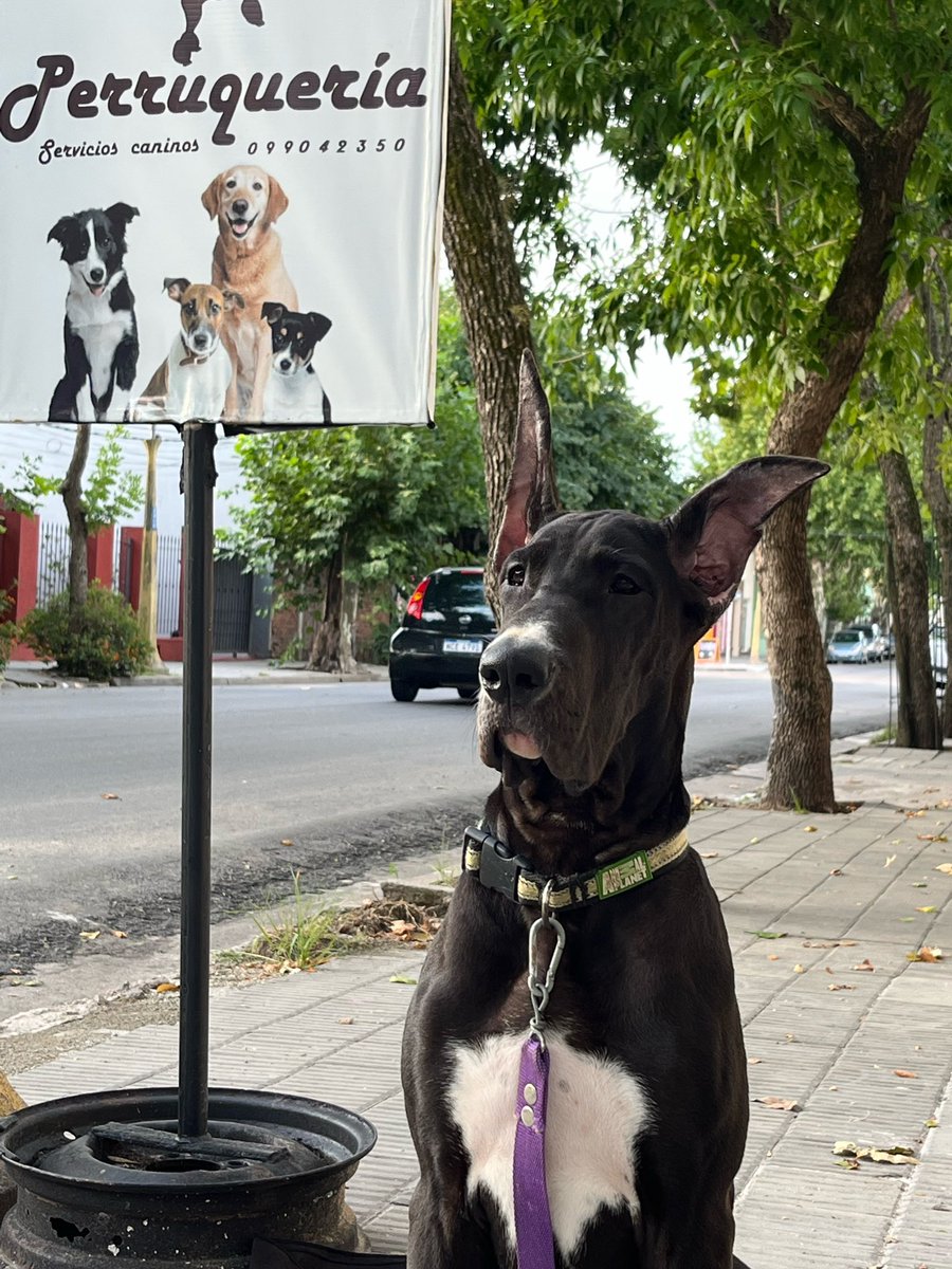 AnaSofiaTarde's tweet photo. Qué linda mi elección!
Bvlgari De Alta Cruz Dane, a sus cuatro meses y medio.
#Grandanés
#Greatdane
#Greatdogs
#Pesigreesdogs
#Urupet https://t.co/1DJSaJdWrJ