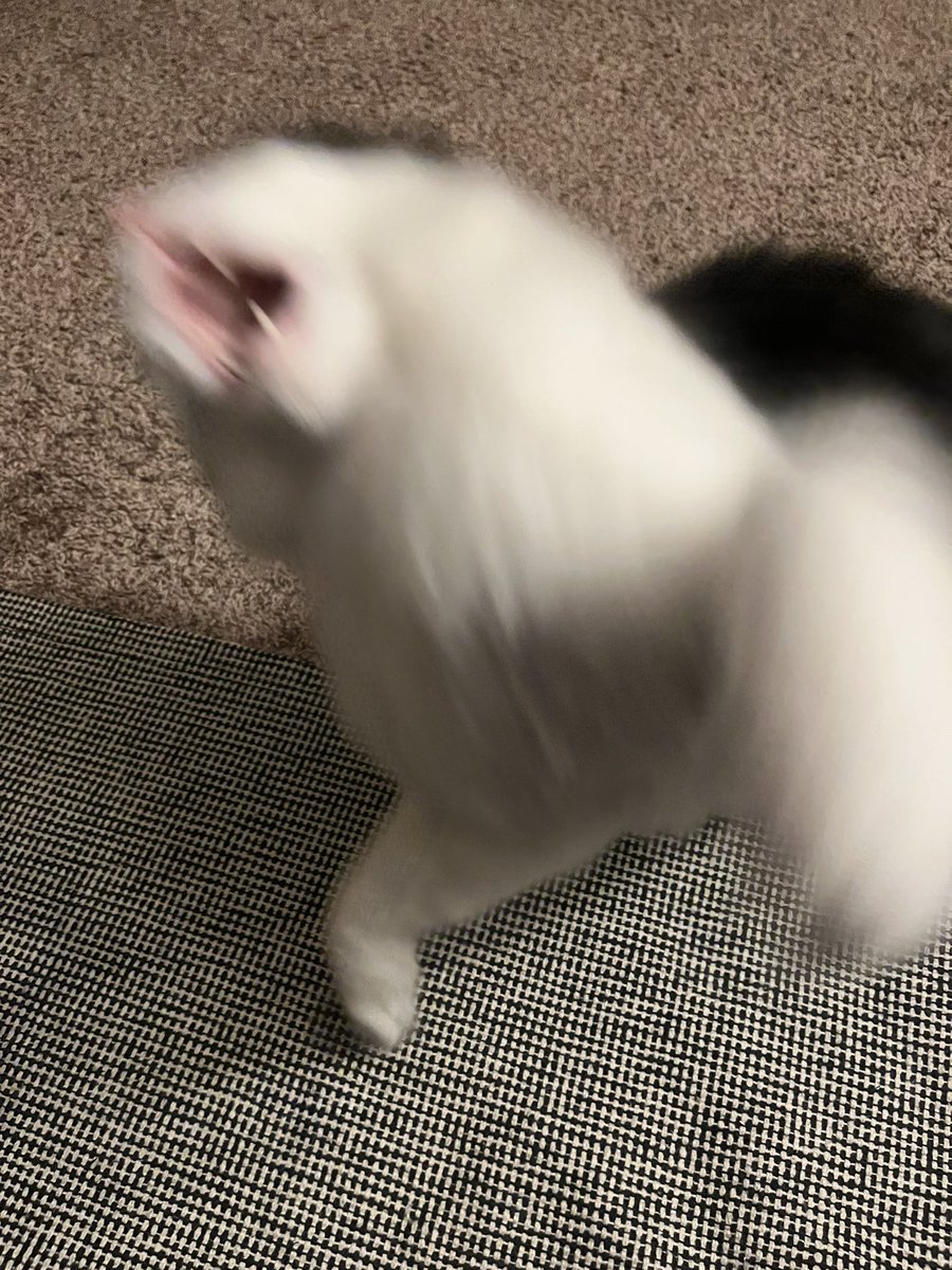 EarthToLilly's tweet image. savage mode activated