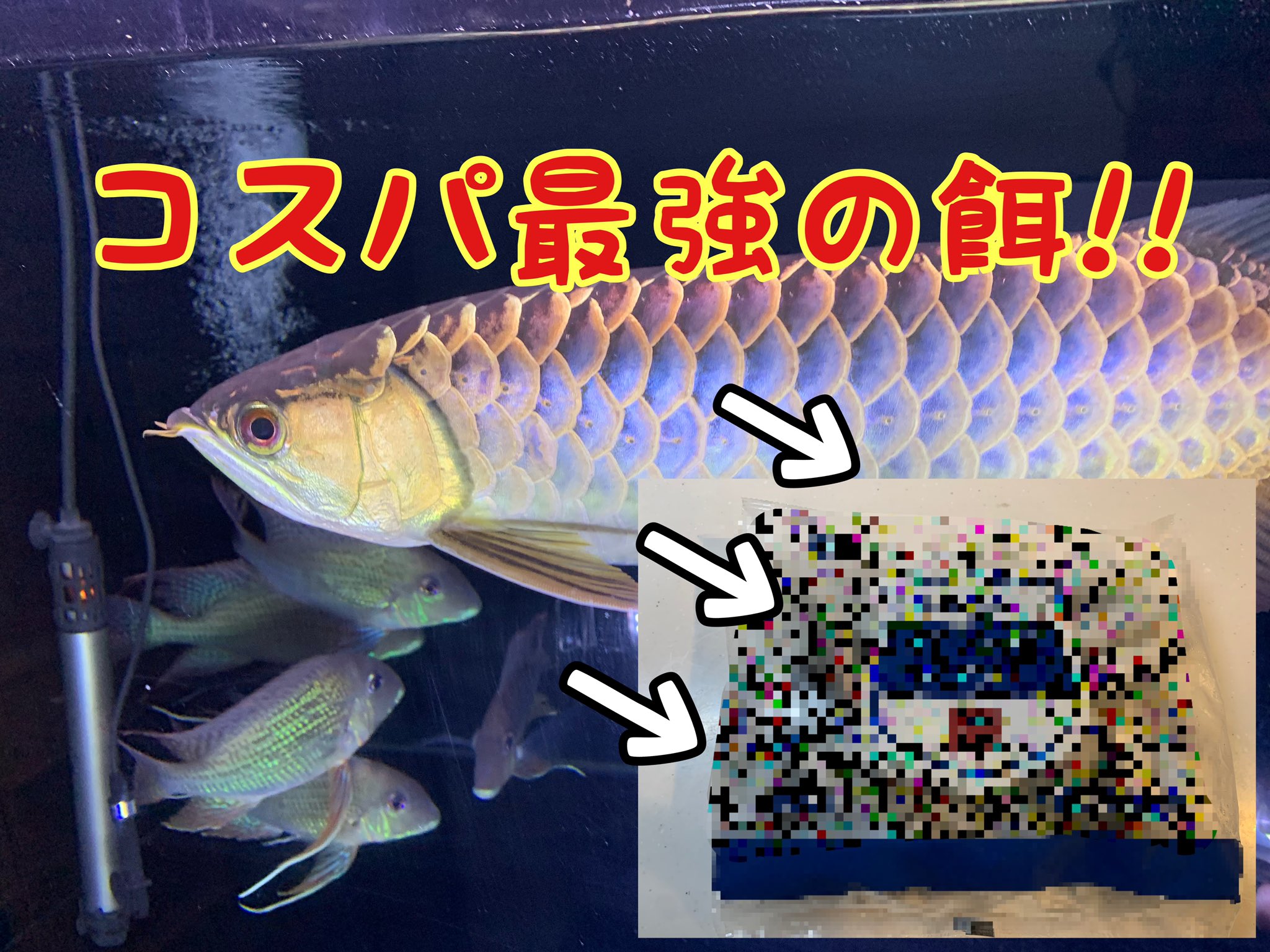 インテ Inte コスパ最強の餌 紹介 アロワナ飼育していて 気になるのが餌事情 どんな種類をあげて 月いくらぐらい使っているのか 餌付けのインテがおすすめするコスパ最強の餌を見てみて下さい T Co 0tdmfmcvoh T Co Mf0rn9unqx
