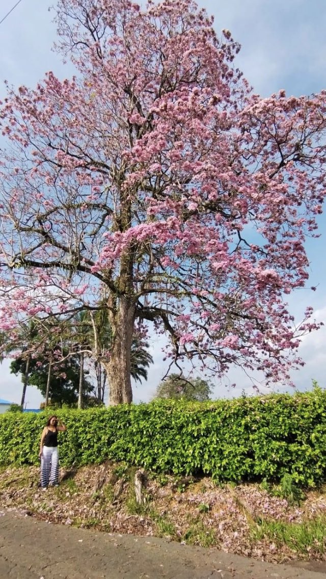 gerardocastri's tweet photo. Por estos días florecen en Florencia Caquetá. Hermoso àrbol nativo con nombre científico Tabebuia rosea, de floración espectacular, de los mejores árboles que hay en el top de árboles nativos urbanos. Esteban Cabuya fotos Omaira Anacona https://t.co/9yAYsNEv1V