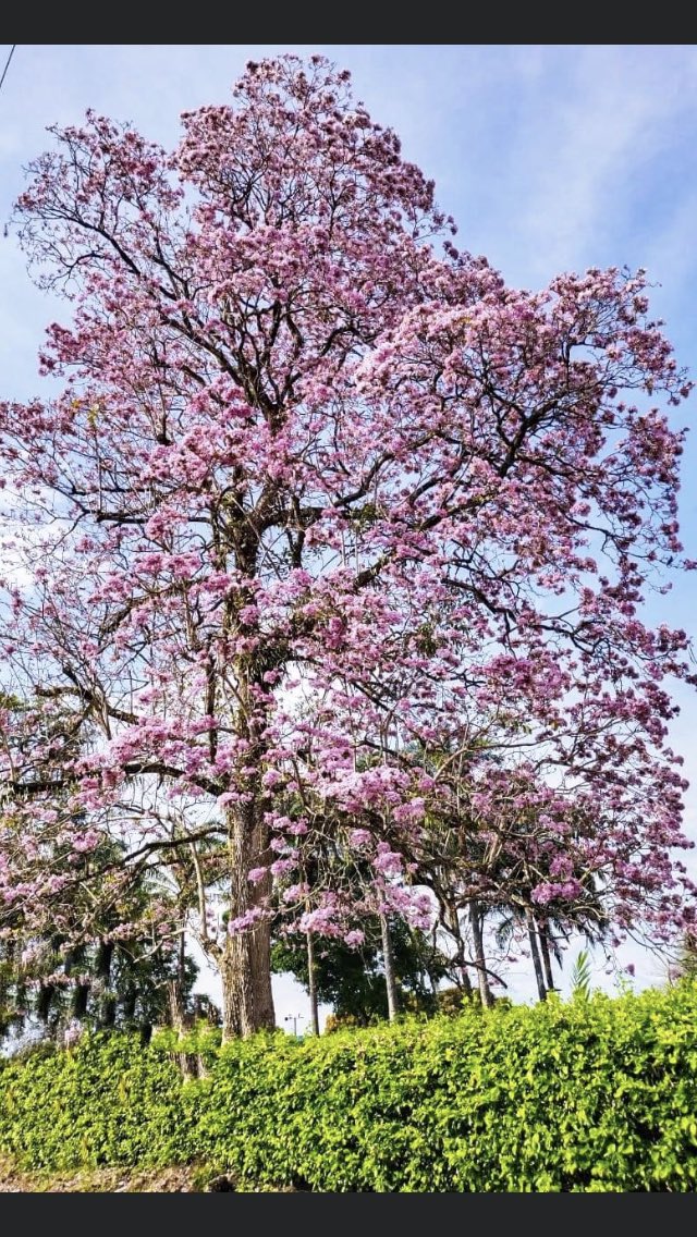 gerardocastri's tweet photo. Por estos días florecen en Florencia Caquetá. Hermoso àrbol nativo con nombre científico Tabebuia rosea, de floración espectacular, de los mejores árboles que hay en el top de árboles nativos urbanos. Esteban Cabuya fotos Omaira Anacona https://t.co/9yAYsNEv1V