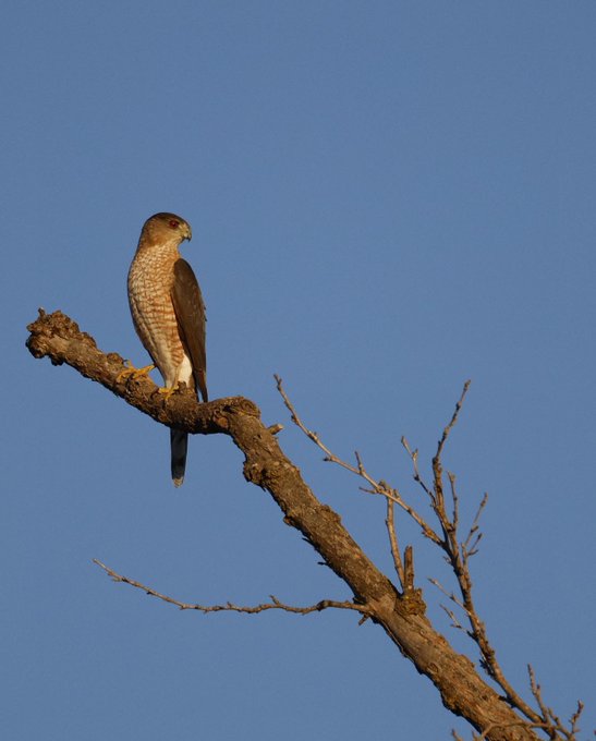 2 pic. A Coopers Hawk on the local perch. I’ve never seen one of these in this area. I was thrilled with