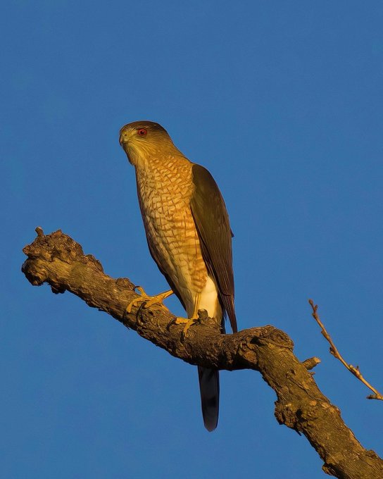 1 pic. A Coopers Hawk on the local perch. I’ve never seen one of these in this area. I was thrilled with
