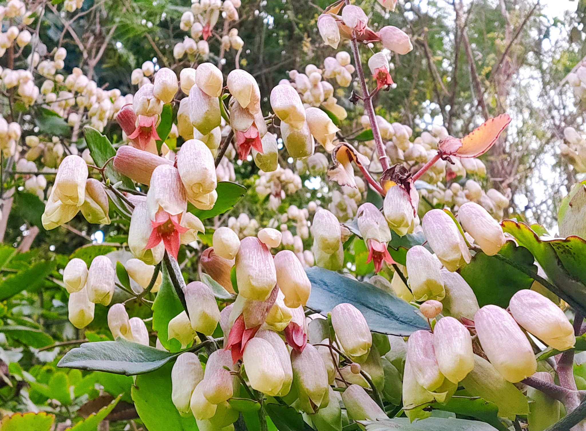 Mermaid Cafe おはようございます ハカラメ の花が コロコロかわいいですよ 今日は日曜日ですね マーメイド号は お昼頃から出動予定です セイロンベンケイソウ 小笠原諸島 小笠原アンバサダー マーメイドカフェ T Co Lk364bqzud