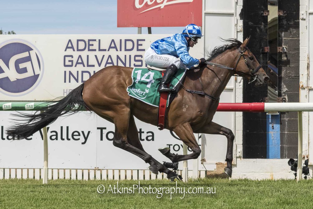 terry_hann's tweet photo. LAST GIRL LOVE, trained by Tony &amp; Calvin McEvoy and ridden by Barend Vorster, won the Calaby Real Estate " Here's to new beginnings" Maiden Plate at Balaklava. @RacingSA @CountryRacingSA @BalaklavaRacing @mcevoymitchell @CalvinMcEvoy
More 🐎📷 https://t.co/oBBFiFiJ7U https://t.co/cqVit1bpVv