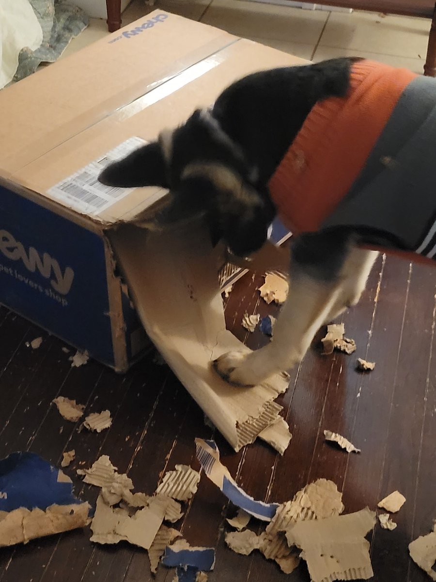 crazynexus's tweet photo. @Chewy someone enjoys your box! https://t.co/qdLEUWzR2H