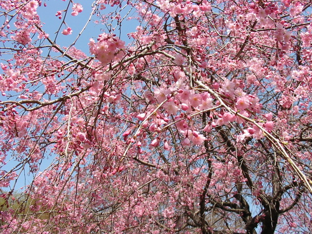 マリー キュリー Twitter Search Twitter マリー キュリー Twitter Search Twitter