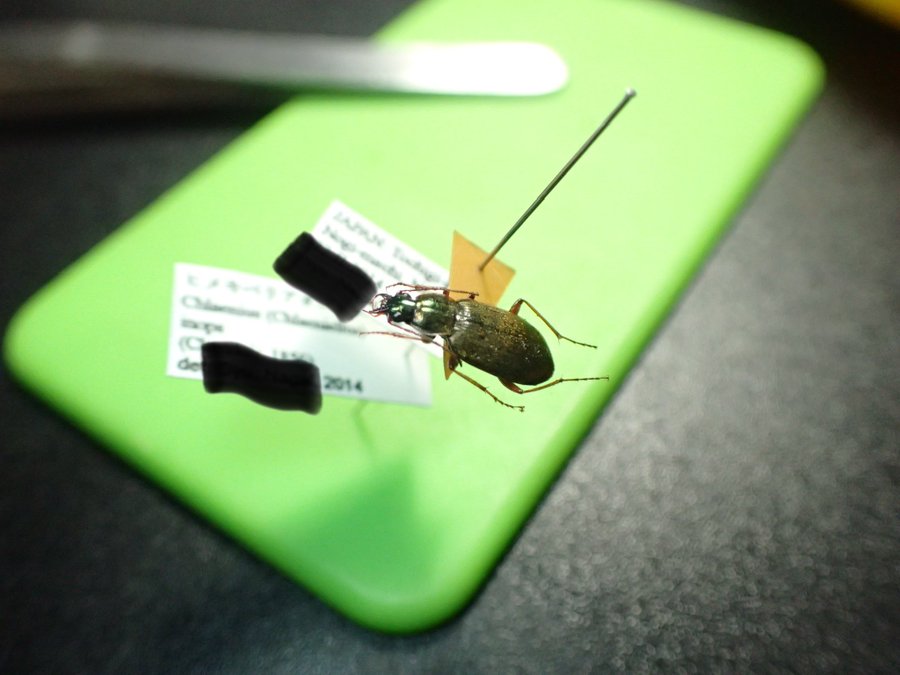 昆虫標本】標本箱を全て紹介します(2012～2020) - 標本関係