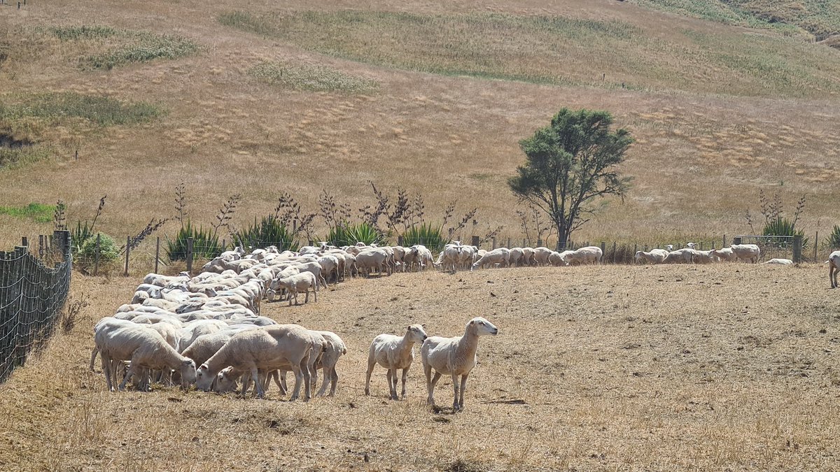 31st January &amp; today.... amazing transformation😀!
A lot of suppl feed going in. 
Tired Hunter turnip crop booming, how many extra lambs to put on????