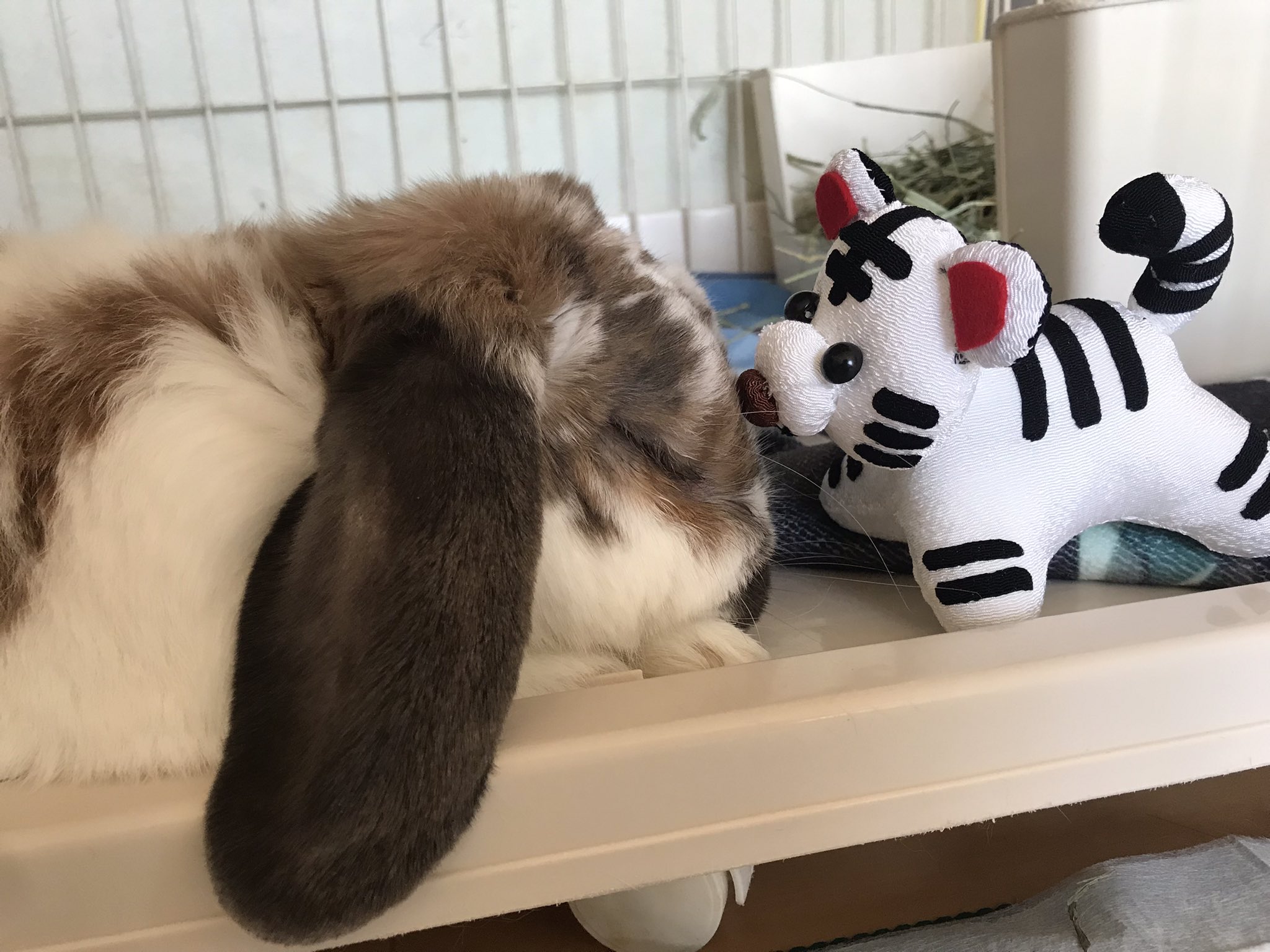 垂れ耳うさぎ Twitter Search Twitter