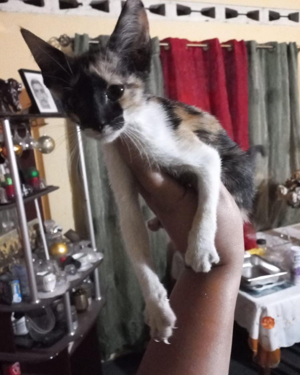 adoptmovement's tweet photo. 🇹🇹🇹🇹 This kitty was abandoned in Siparia and is looking for her forever home. If you’re willing and able to adopt, contact 868-295-6750. #adoptdontshop #adopt #adopttrinidadandtobago🇹🇹 #adoptmovement #aCat #aKitten #aBestFriend #aDopt https://t.co/g4sAdLFleX
