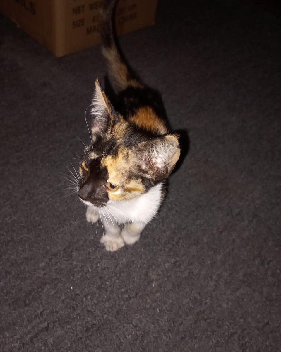 adoptmovement's tweet photo. 🇹🇹🇹🇹 This kitty was abandoned in Siparia and is looking for her forever home. If you’re willing and able to adopt, contact 868-295-6750. #adoptdontshop #adopt #adopttrinidadandtobago🇹🇹 #adoptmovement #aCat #aKitten #aBestFriend #aDopt https://t.co/g4sAdLFleX