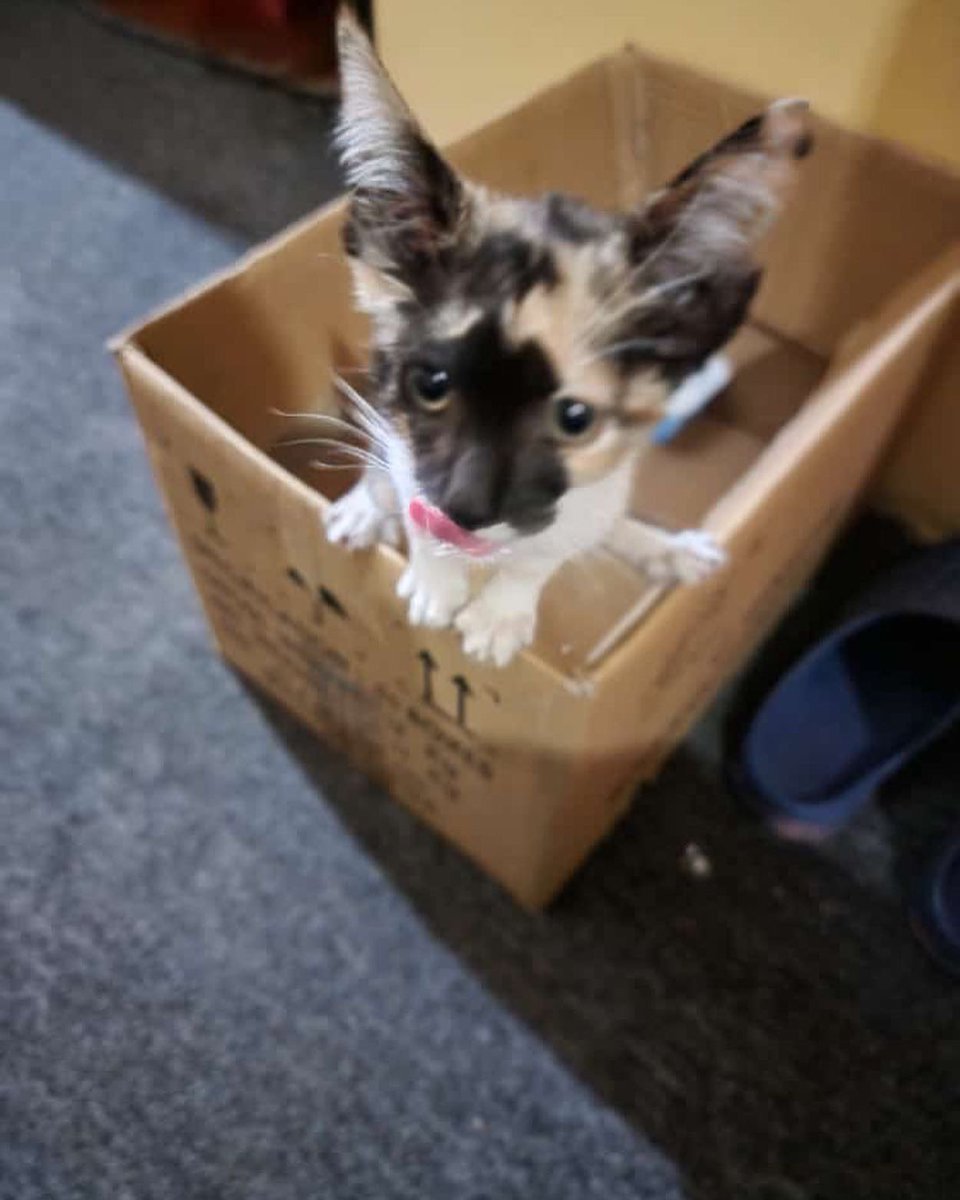 adoptmovement's tweet photo. 🇹🇹🇹🇹 This kitty was abandoned in Siparia and is looking for her forever home. If you’re willing and able to adopt, contact 868-295-6750. #adoptdontshop #adopt #adopttrinidadandtobago🇹🇹 #adoptmovement #aCat #aKitten #aBestFriend #aDopt https://t.co/g4sAdLFleX