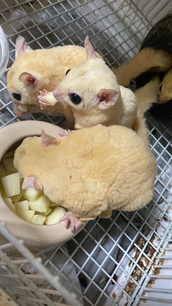 mochi_potes's tweet photo. うちのモモたちはめちゃめちゃ健在です(  ´꒳​`  )
1枚目リューシ’sで2枚目クリミノなんだけど…写真で見ると同じじゃね？🤣

#フクロモモンガ  #フクロモモンガのいる暮らし https://t.co/mH9eiF8qYr