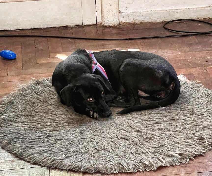 iamdoomling's tweet photo. 🐾 Holi perri-lovers 🐕 @ddgn está buscando casa para esta perrita preciosa. Tiene aprox 2 años y es súper cariñosa con humanos y otros perros. Actualmente está en CABA. ¿Querés sumar amor a tu vida? ¡Escribinos! Si no podés adoptar regalanos un RT ¡Gracias! ✨ https://t.co/0HJWAMXHHY