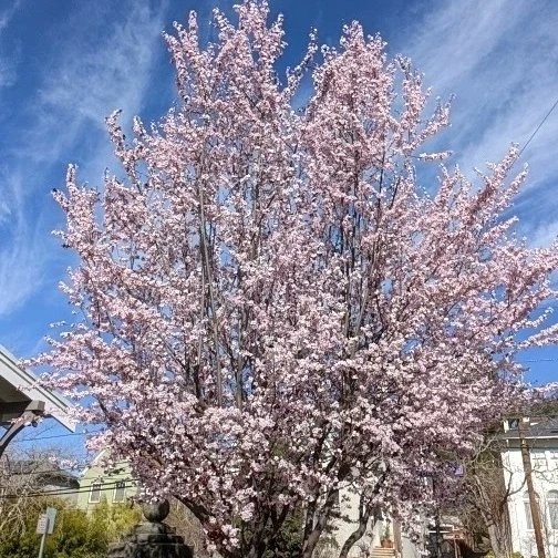 JoshuaSpanier's tweet image. It's blooming in #Berkeley  #SpringAlready
