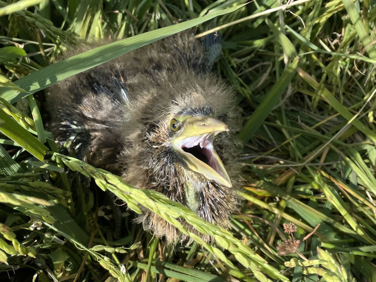 Matt_HerringOz's tweet photo. More baby bittern joy today, with another nest. There’s plenty of time for successful breeding before the rice season ends. It’s such a great reward for @cbrill01. This farm also has excellent grassy banks and reedy channels for post-harvest cover and prey. #bitternfriendlyrice https://t.co/fxSP4IvKde