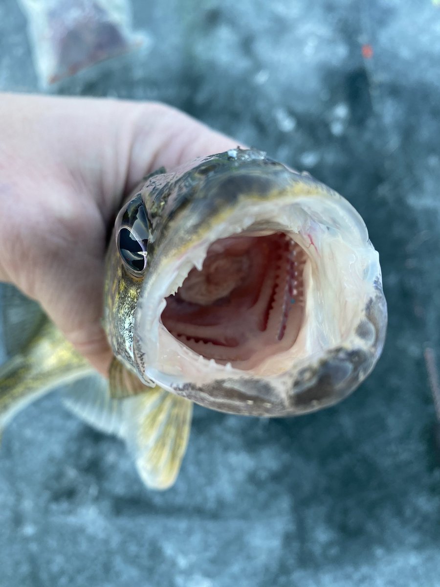 MtnWestIceFish's tweet photo. It’s Been a Minute Since We Caught a Walleye. 

#underarmour #yeti #sportsmanswarehouse #mtndew #icefishing #ionaugers 
#uglystik #jawjacker #procurebaitscents #maniaclures #marcum #bft #clam #mtnops #customjigsandspins #ratfinkee #coldnationoutdoors #icefishingnation #801 https://t.co/PtGVwRVjmo