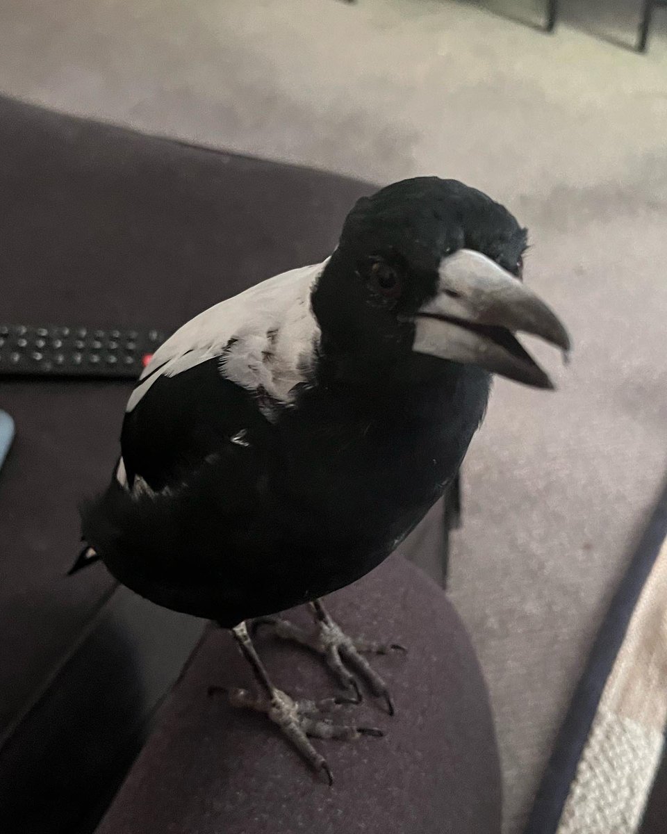 We’ve been through this, Mr Maggie: You’re NOT a pet or an indoor bird! 
…You are pretty cute though. 

#Magpies #birdsofaustralia