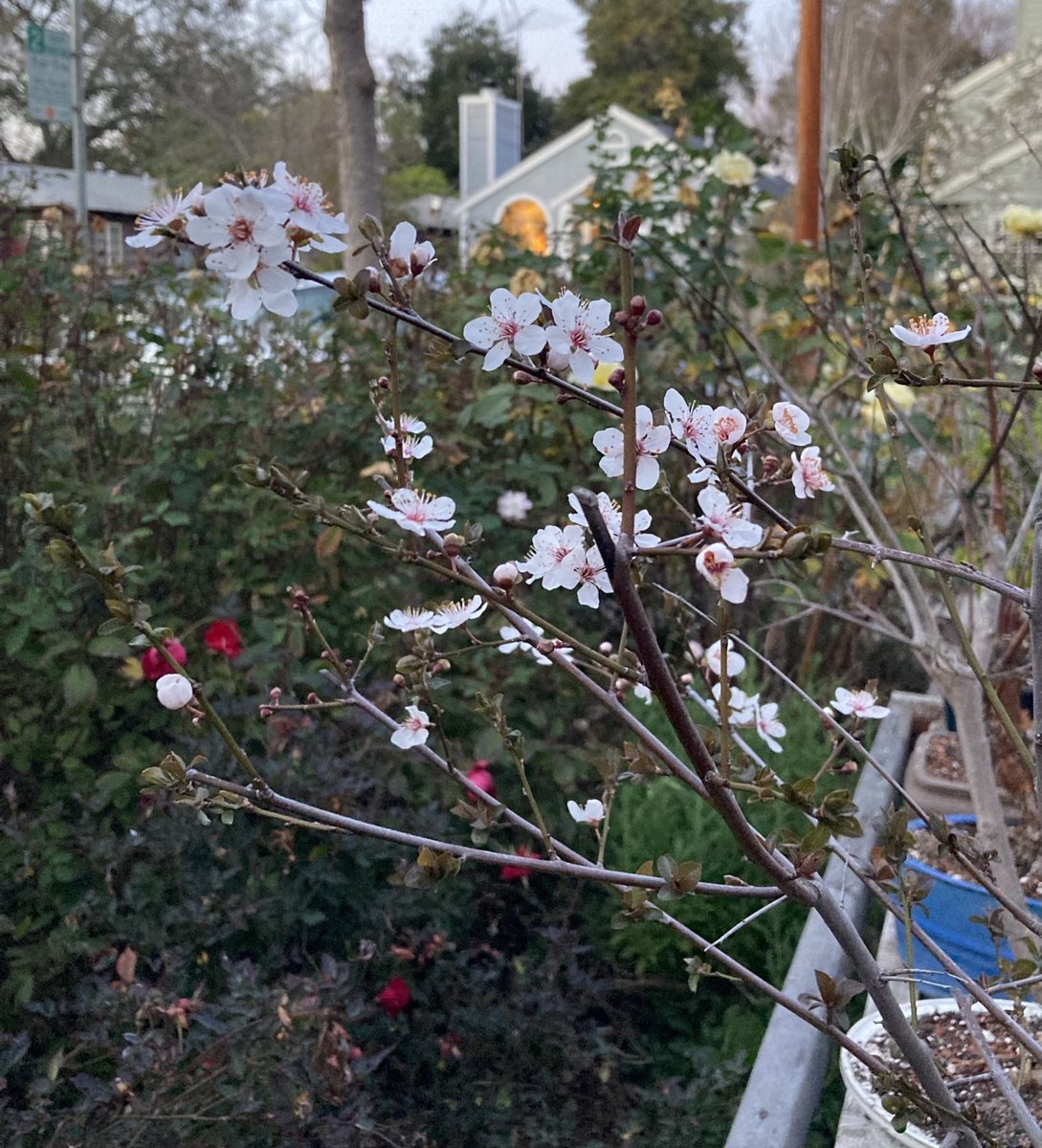 JimReichert2's tweet photo. I’ve been working on my bonsai that past couple of weeks. I like how the trunk of my plum is developing.
#bonsai
#盆栽
#sierraplum
#prunussubcordata 
#梅
#nativeplants https://t.co/aTqkJ8SMUO