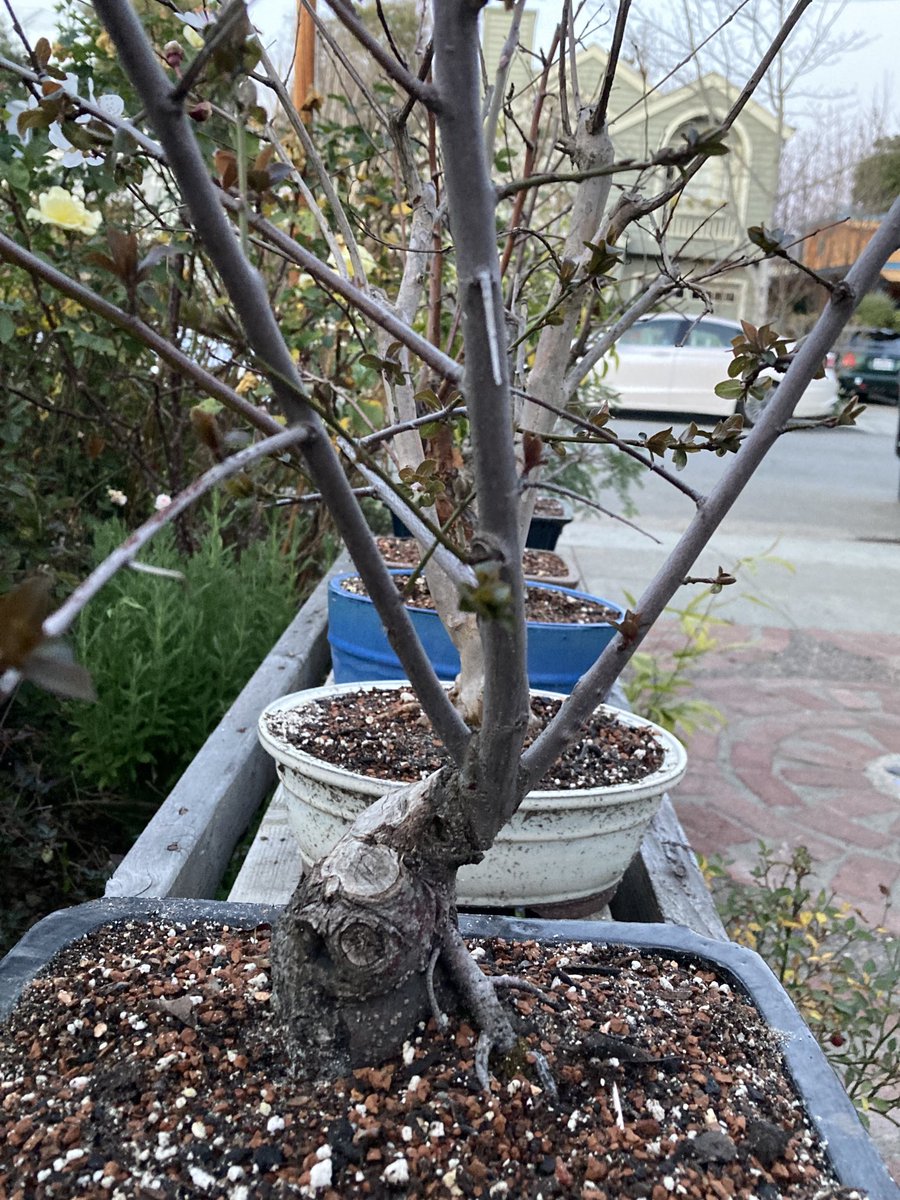 JimReichert2's tweet photo. I’ve been working on my bonsai that past couple of weeks. I like how the trunk of my plum is developing.
#bonsai
#盆栽
#sierraplum
#prunussubcordata 
#梅
#nativeplants https://t.co/aTqkJ8SMUO