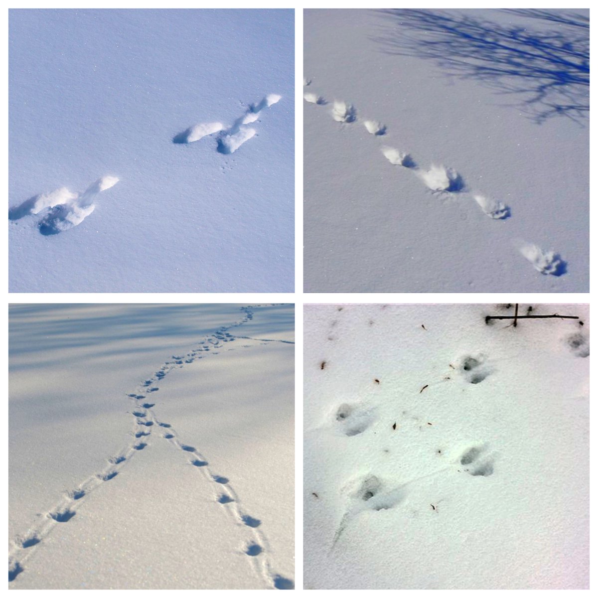 Никем не замеченные следы. Мышиные следы на снегу. Разглядеть следы. Вдруг увидела на снегу следы. Лесник и следы на снегу.