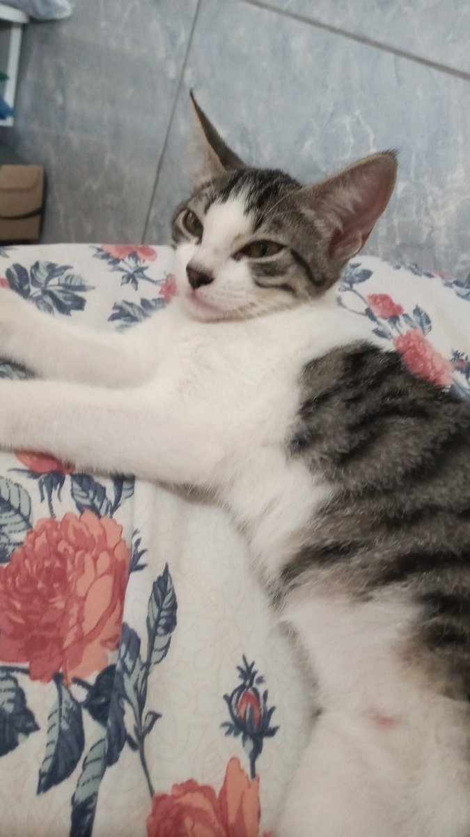 _Faelmo_'s tweet image. mivida 🐱🌗