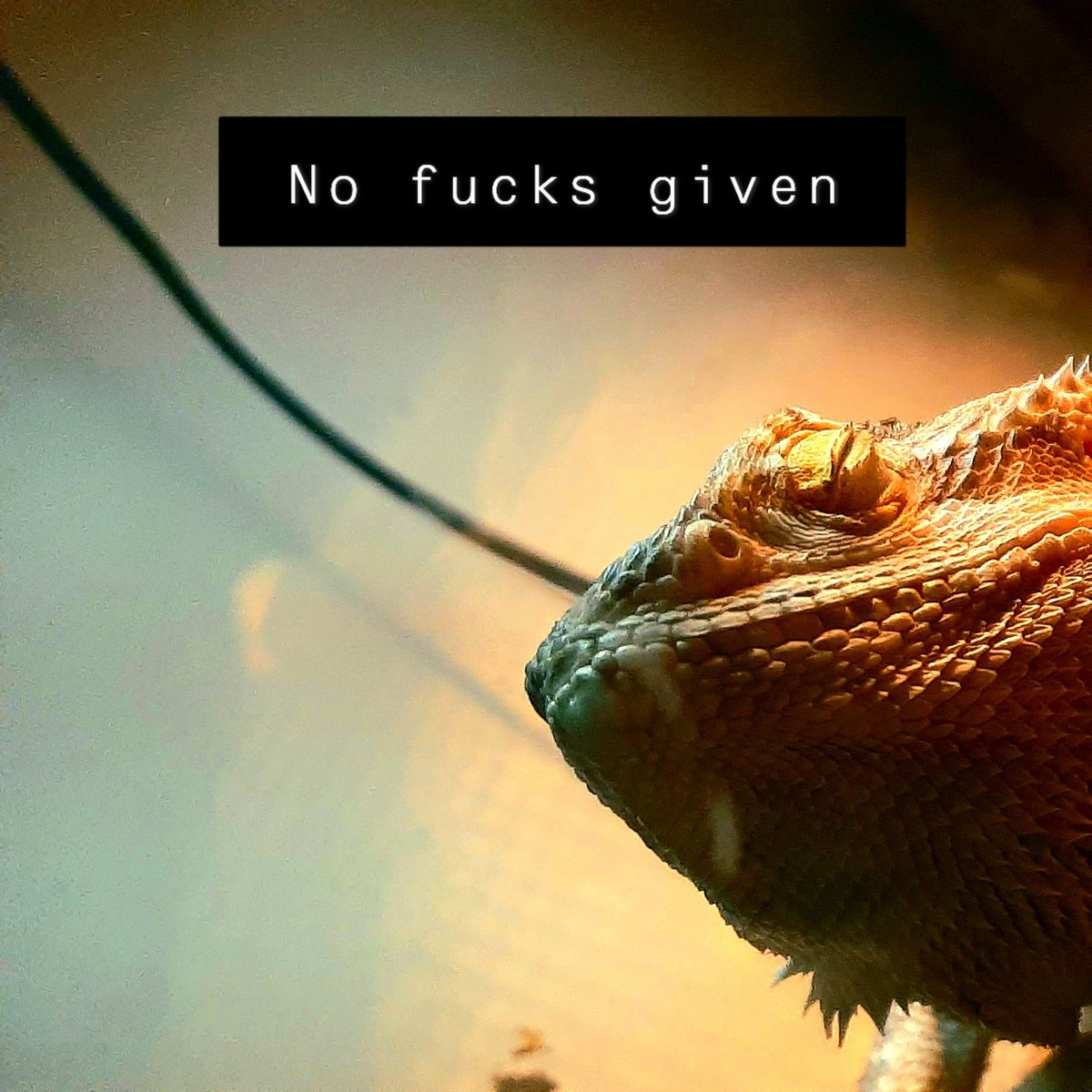 Subcycle tweet media