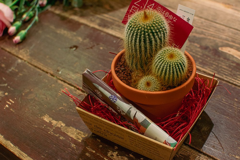 花と緑のお店 Greenmind 花は自由なラブレター 心を温める言葉ですね 好きです サボテン金晃丸 とフェアトレードチョコレートのセット2100円です まるでオーラのように金色のホワホワに包まれている金晃丸 かわいい T Co Be2paljhzg