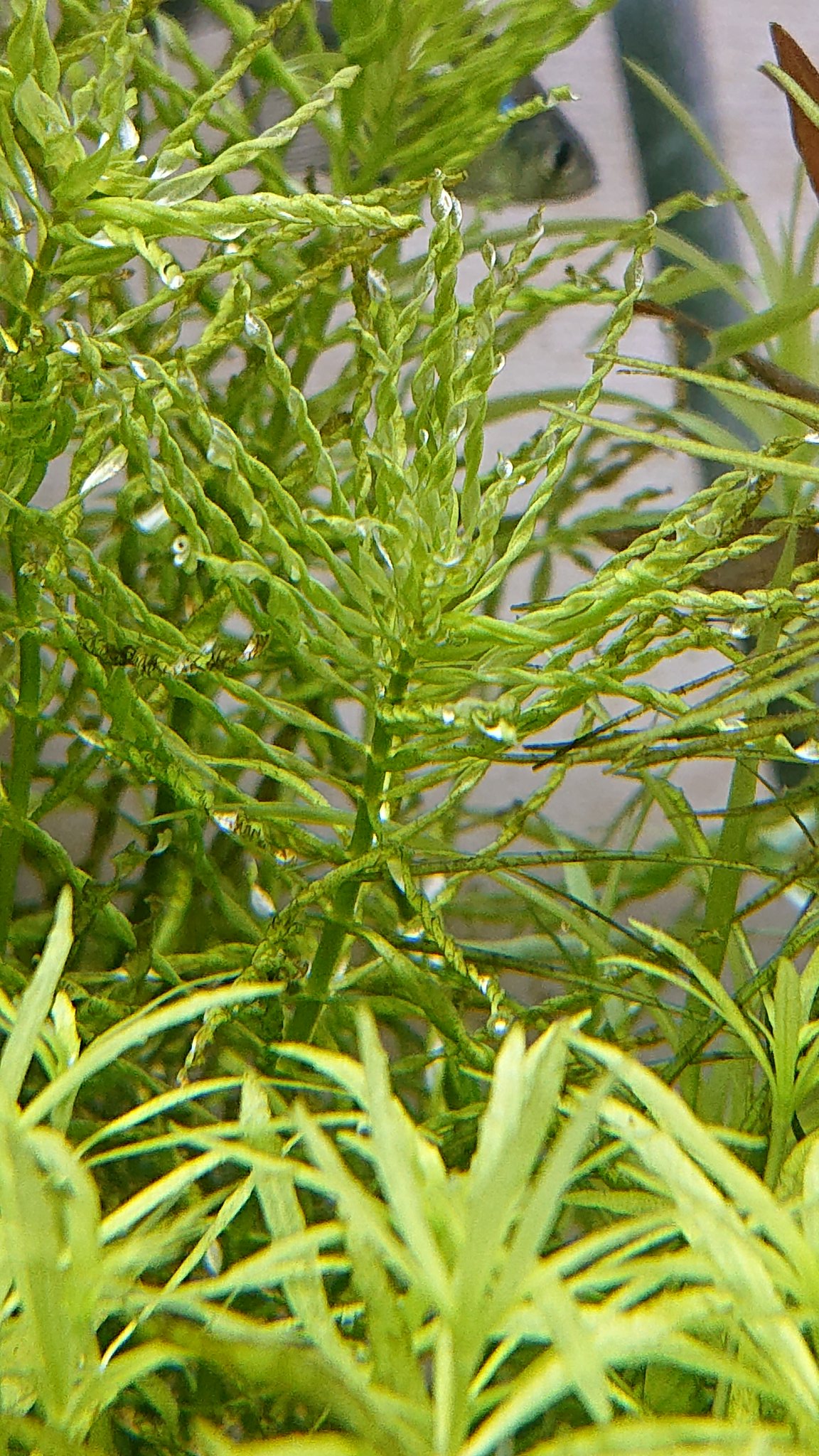 まさ 某ブログ管理人 ねじねじ2種 ルドウィジア インクリナータ トルネード とカボンバ シルバーグリーン どちらも葉がねじれる表現をする品種 自然観という点からいうと好き嫌いは別れそうだが 単純にスゴいよねw 変異の仕方も これを見つけ出し