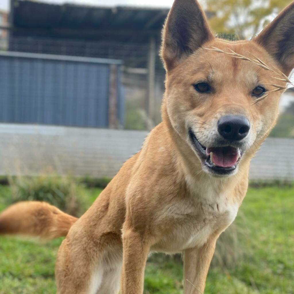 Wandi_Dingo's tweet photo. Hey gorgeous Hermione! 

Follow our socials ⬇️⬇️ 

@pumbahthedingo @dingodiscovery @dingowhiskers @sooty_dingo
#dingo #dingoesofinstagram #canisdingo #savethedingo https://t.co/CMTE2PjBR2 https://t.co/kS4vkmY1Cc