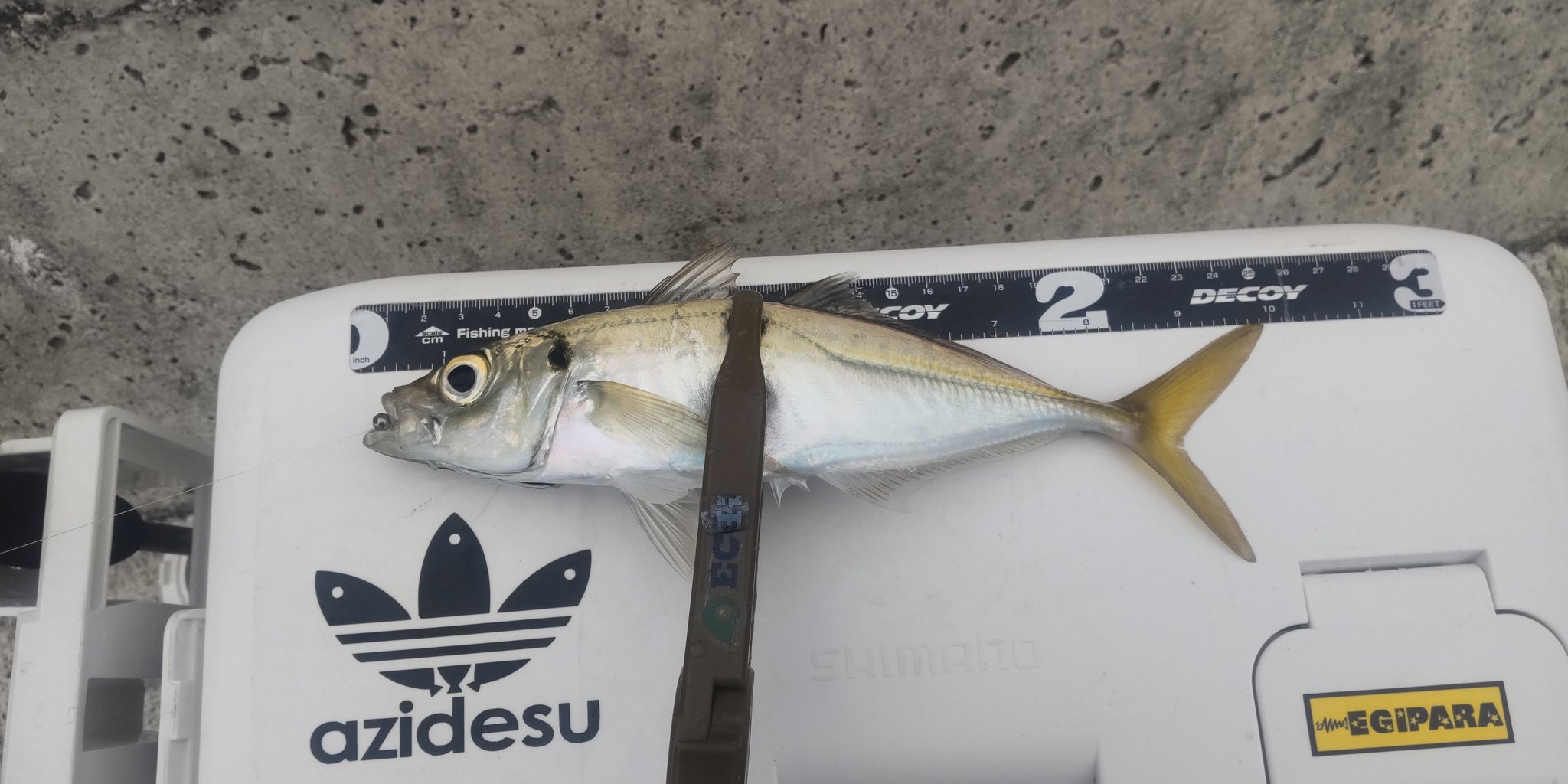 Tsuka 房総アジング 今日もサーフはうねり凄そうなので朝からライトゲーム 予報悪いから早めに切上げたけど50ゲット出来ました アジ職人 アジマスト コルトux542 レガリス1000 グランデージライト55 ソアレxr 房総アジング 房総ライト