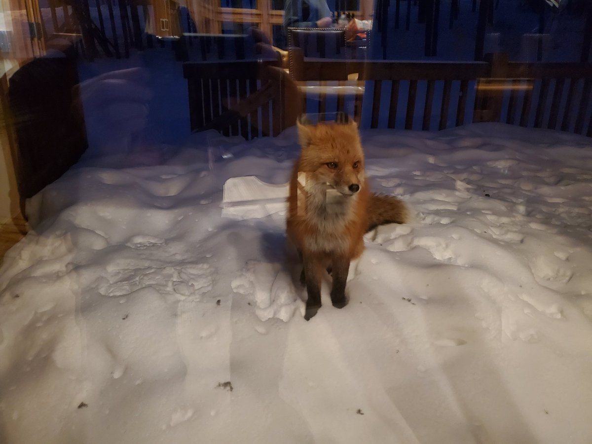 Had a visitor waiting for us as we checked in to the house at Breckinridge.